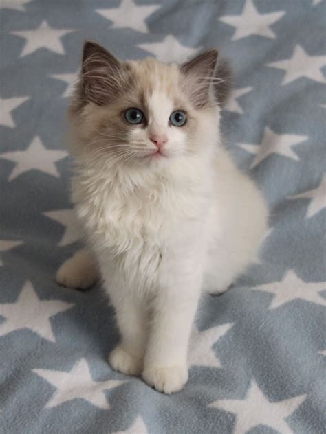 We do not cage our cats. . Bicolor ragdoll for sale